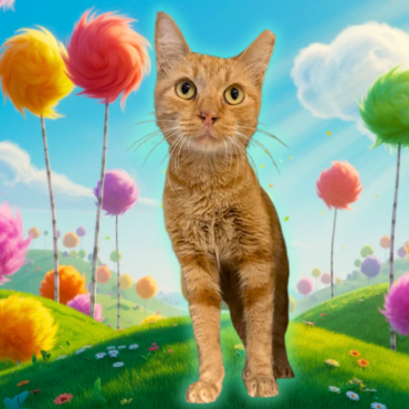 LORAX - Domestic Shorthair available for adoption