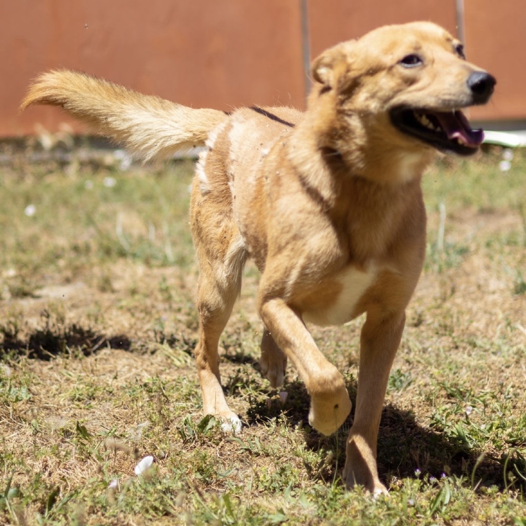 Kennel#24 Stride's preview photo
