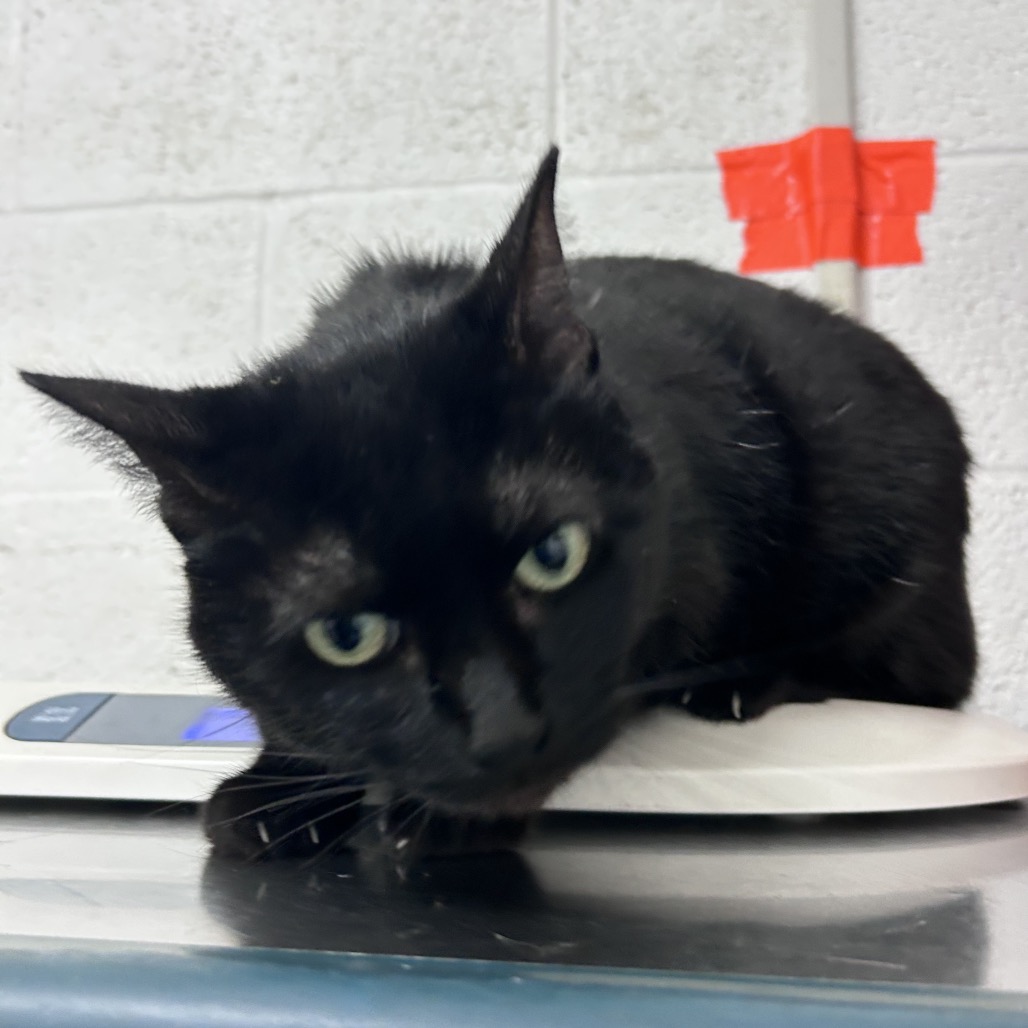 MIDNIGHT SMITH - American Shorthair available for adoption