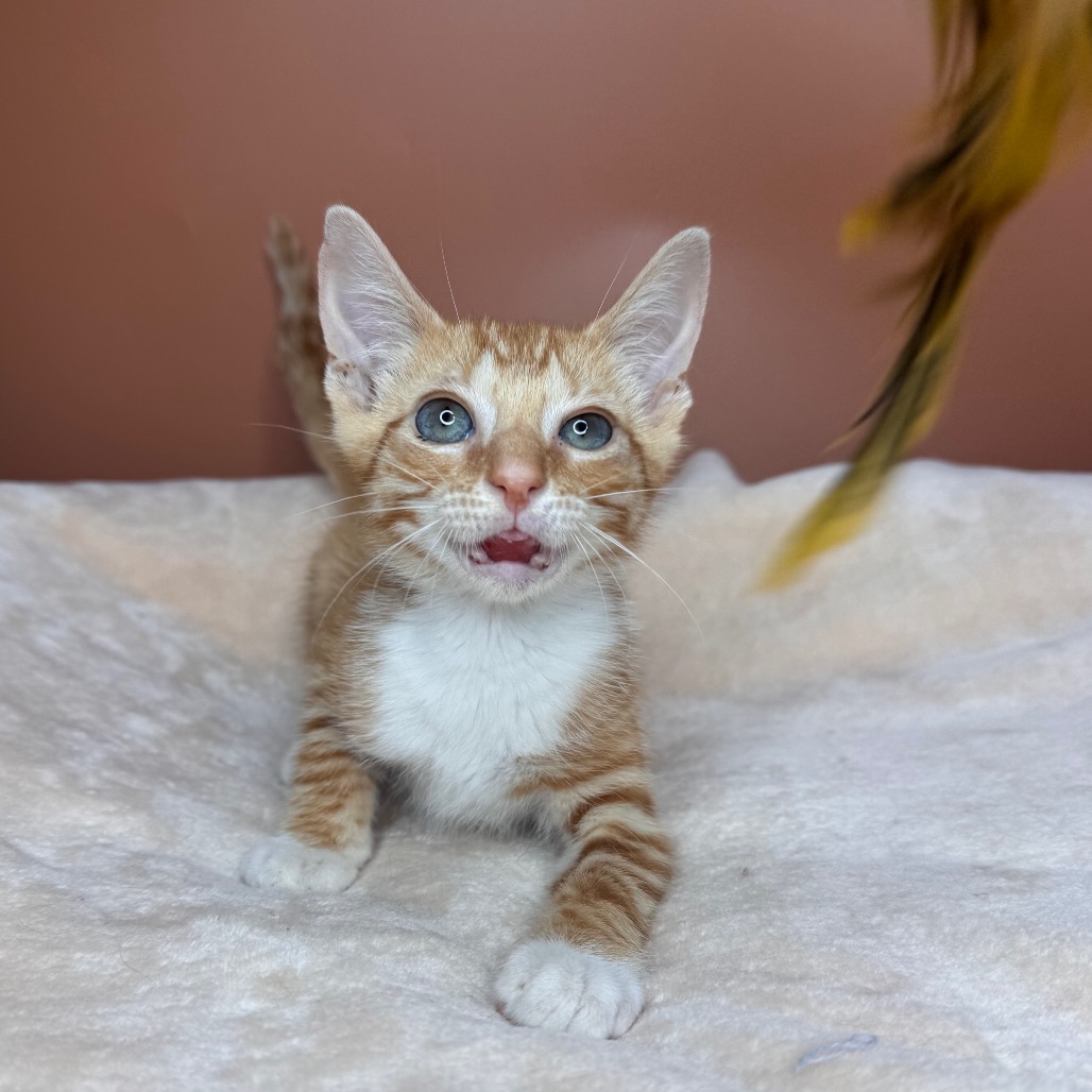 KRILLIAM - Domestic Shorthair available for adoption