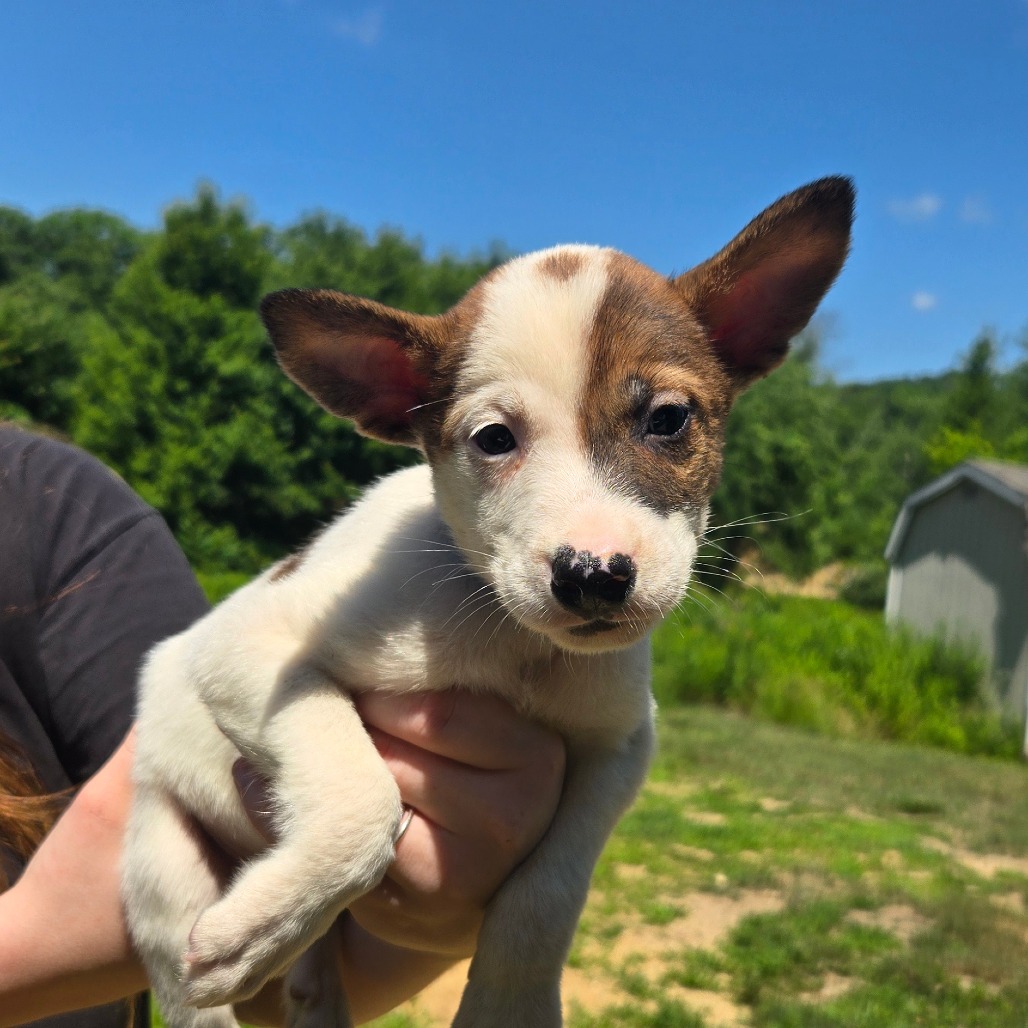 CT Venezuela avail Jul 11 (Stafford Farmers Mkt- Stafford, CT)