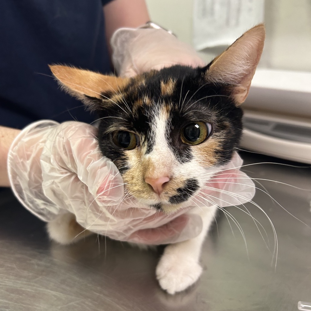 Peaches — thumbnail 2