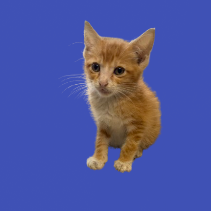 Tusc Stray 81614