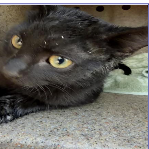 PANTHER - Domestic Shorthair available for adoption