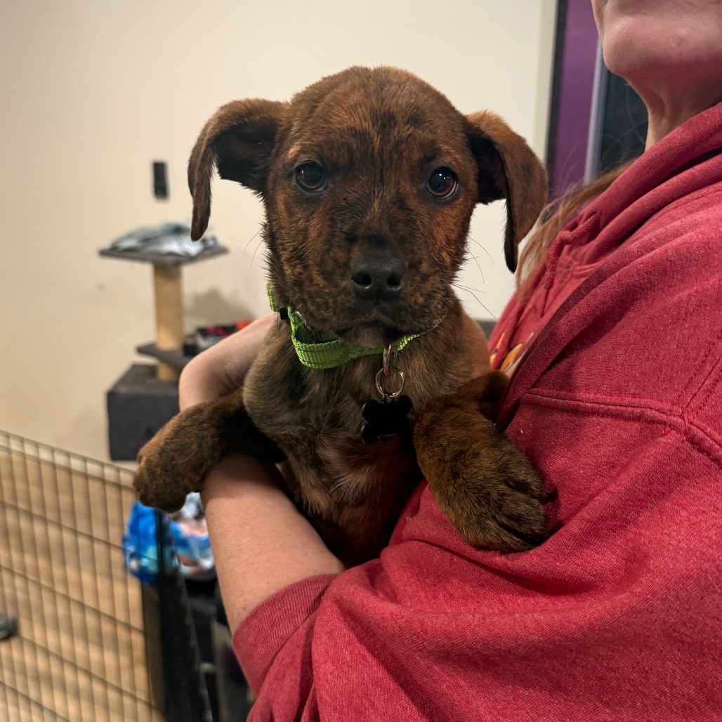 BRUNO - Hound / Plott available for adoption