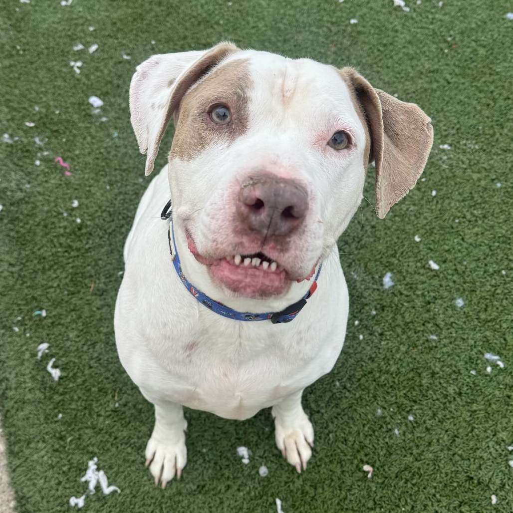 Bella — thumbnail 7