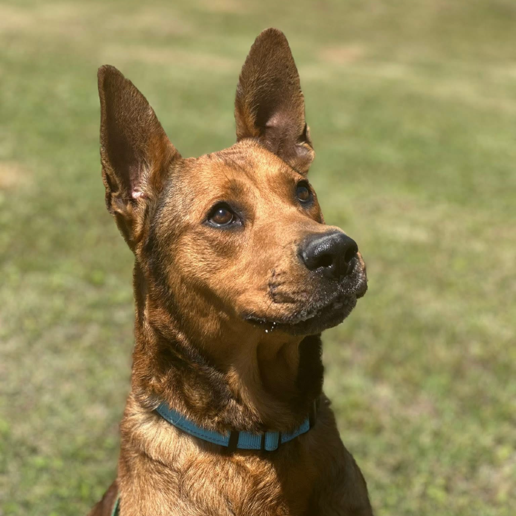 Scooby, photo 5