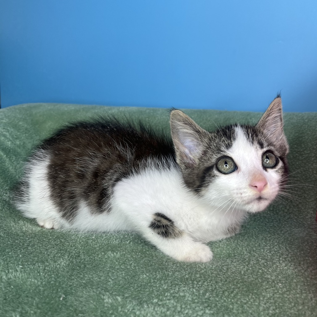 THE FUZZ - Domestic Shorthair available for adoption
