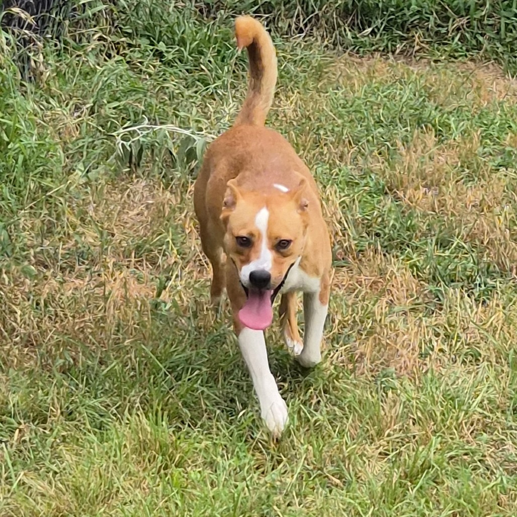 BIRDIE - Pointer / Mixed Breed (Medium) available for adoption