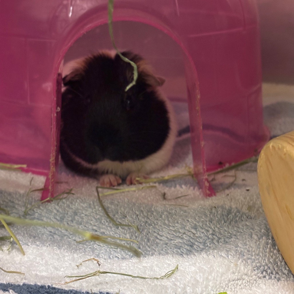 Photo of Cookie & Mocha 3