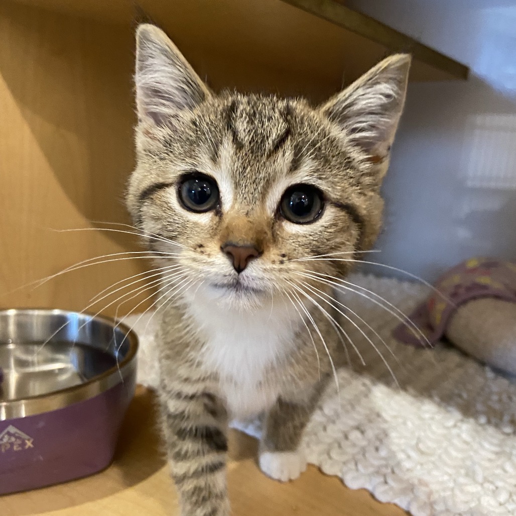 CHUNKY MONKEY - Domestic Shorthair available for adoption