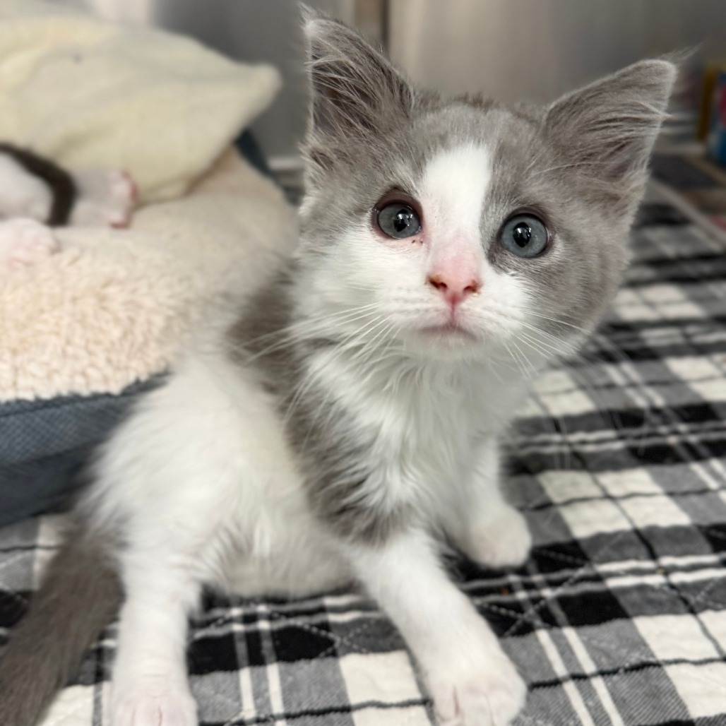 KENDRICK - Domestic Medium Hair available for adoption
