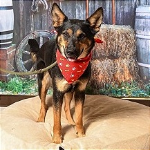 Photo of Daisy