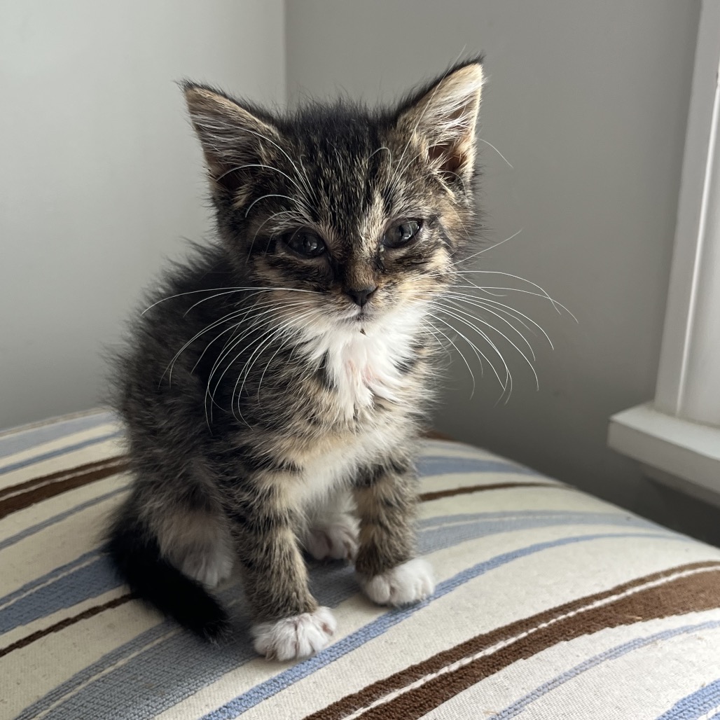 BLINKY - Domestic Shorthair available for adoption