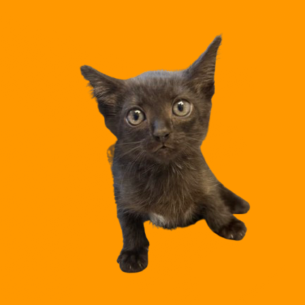 Tusc Stray 81767 2
