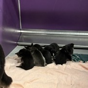 Jasper — thumbnail 3