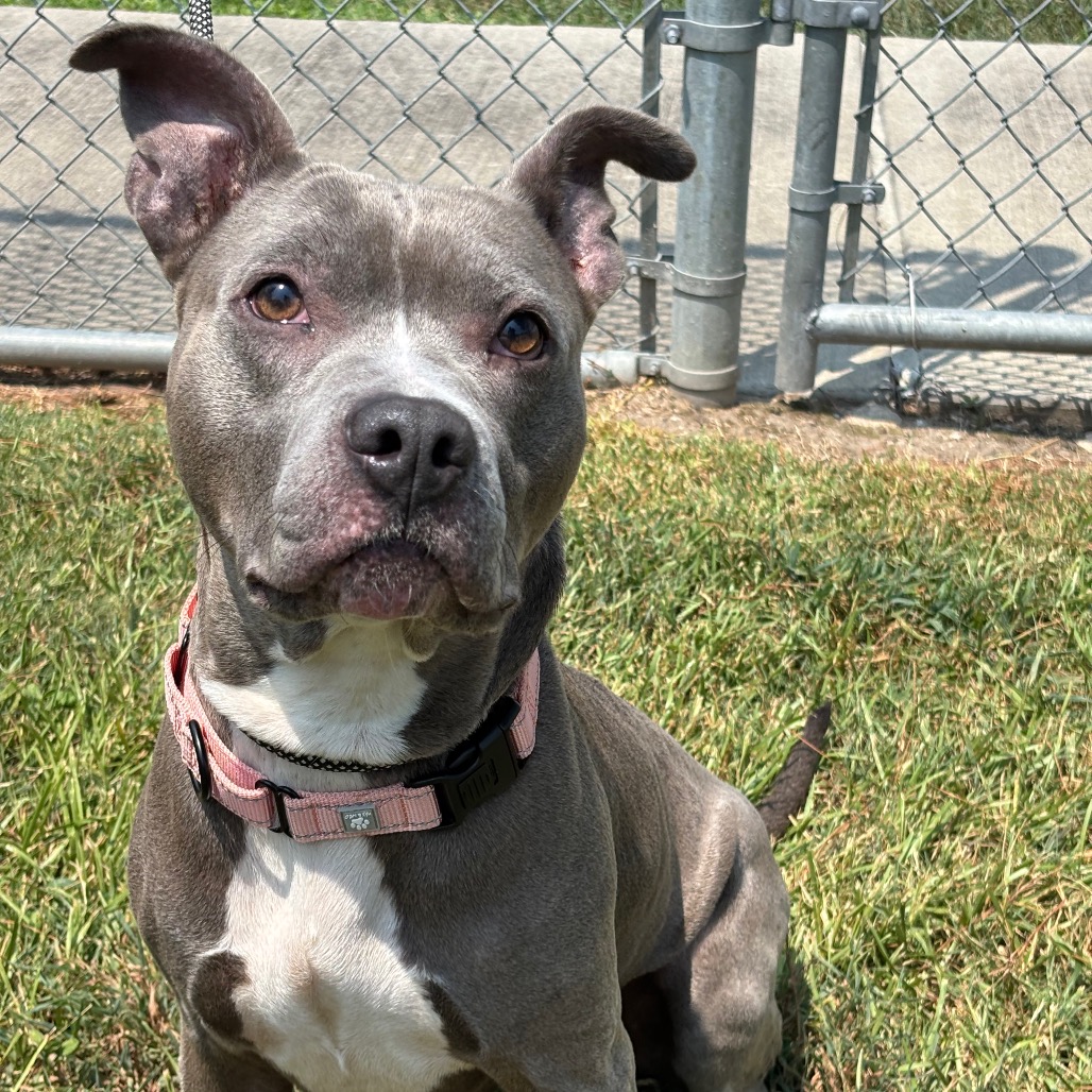 CHEX MIX - Terrier, American Pit Bull / Mixed Breed (Medium) available for adoption