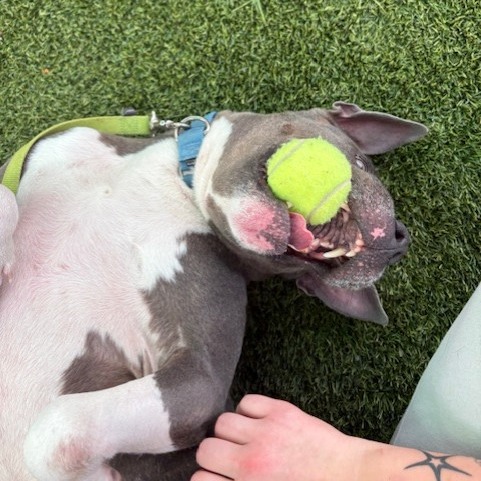 Photo of King Beetle 11