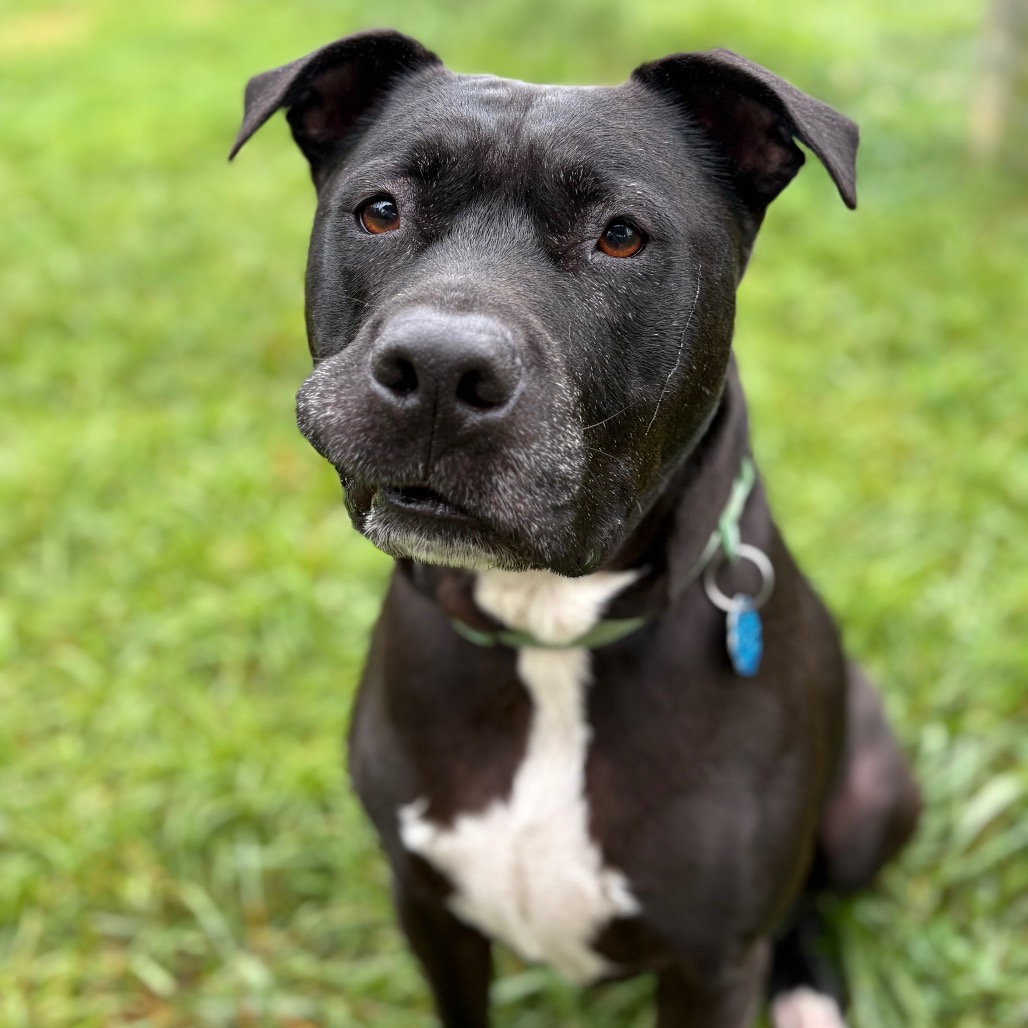 Marshall — thumbnail 5