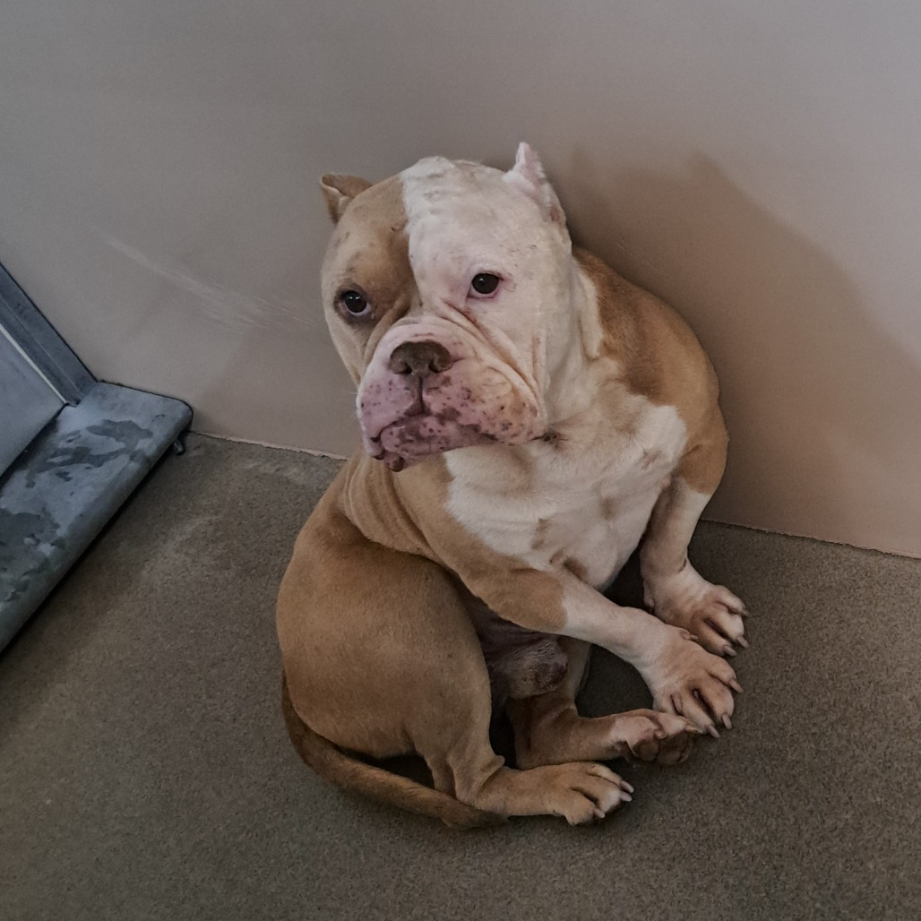 Kennel#14 Walter's preview photo