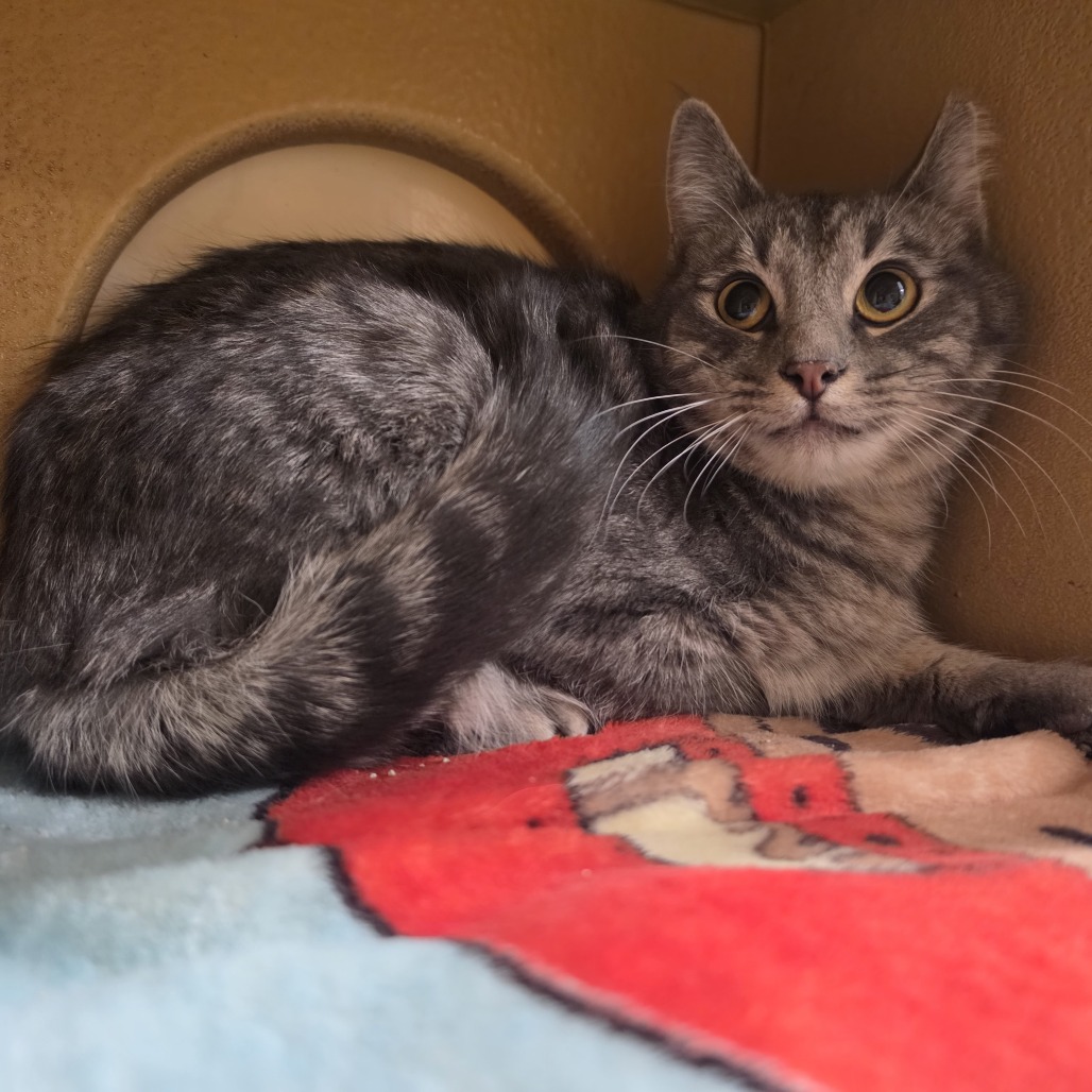 TAZ - Domestic Medium Hair available for adoption