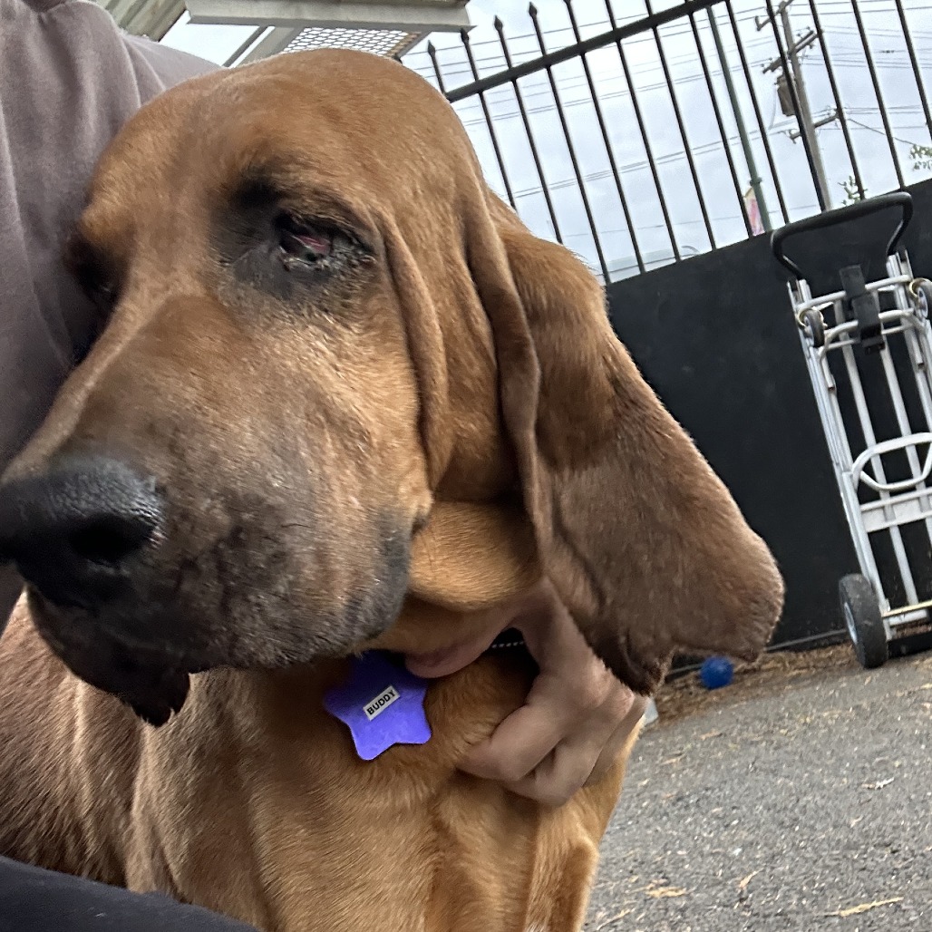 Buddy — thumbnail 4