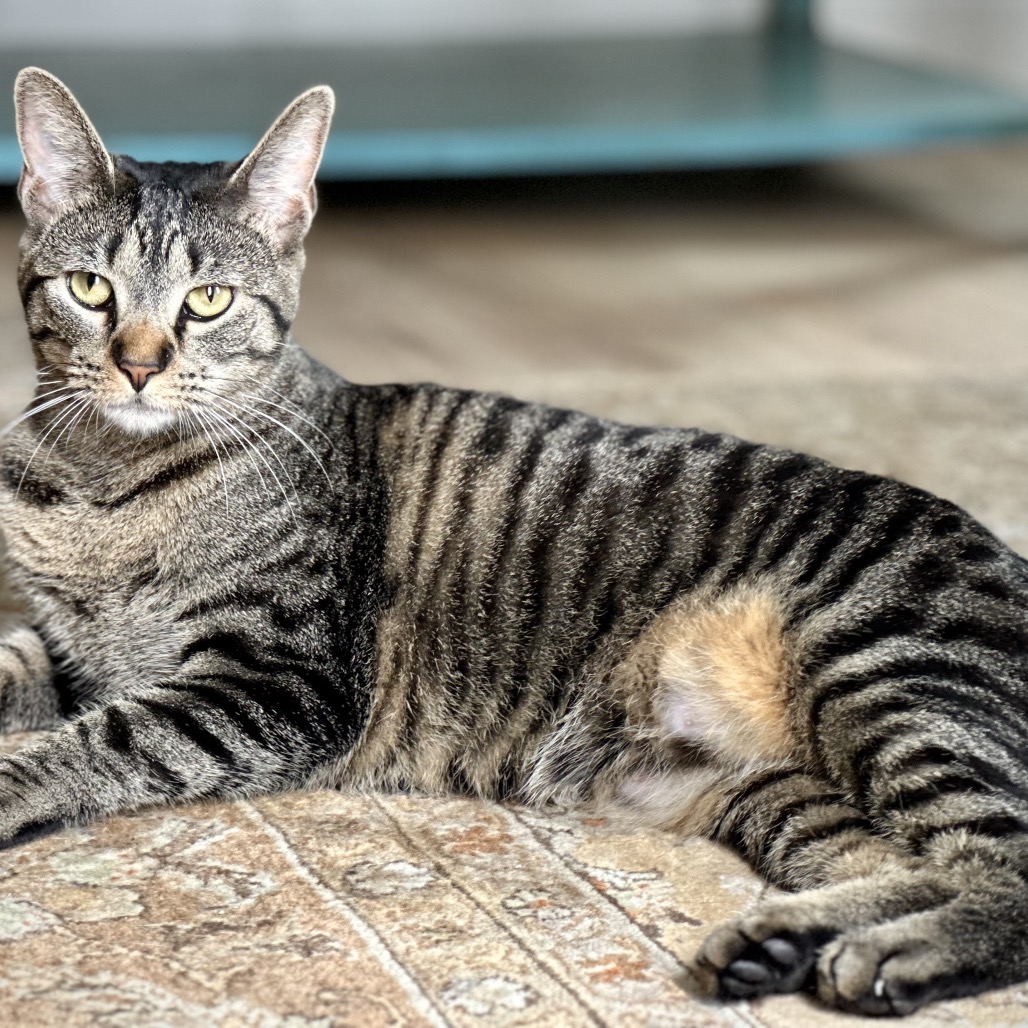 Miss Moppet