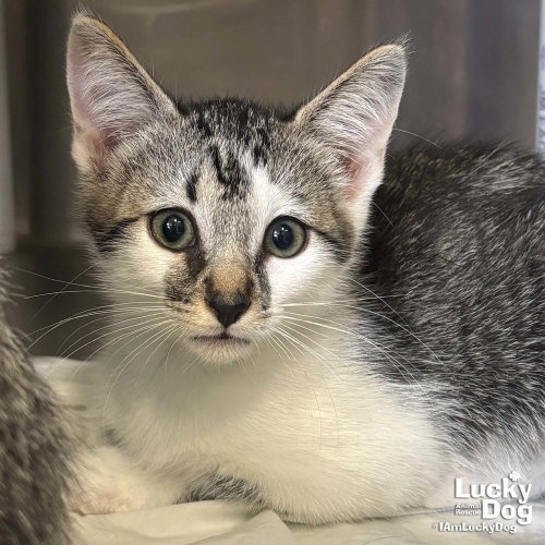 BOGEY - Domestic Shorthair available for adoption