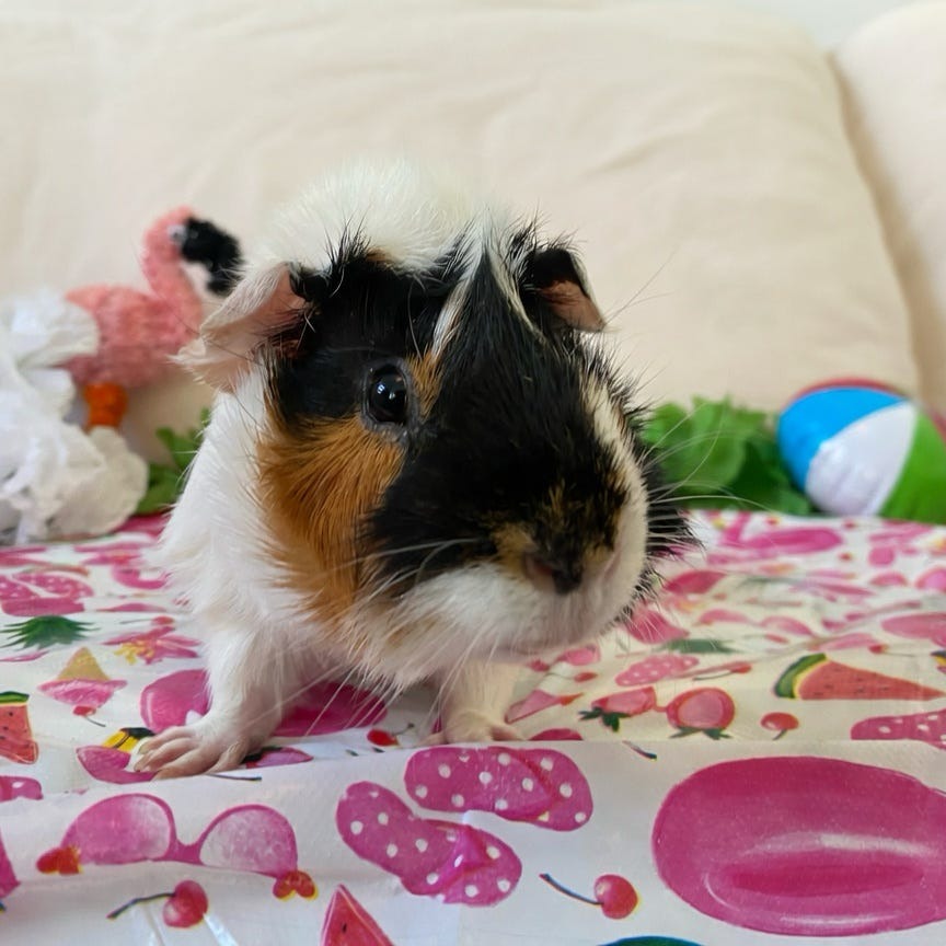 Bean, photo 6
