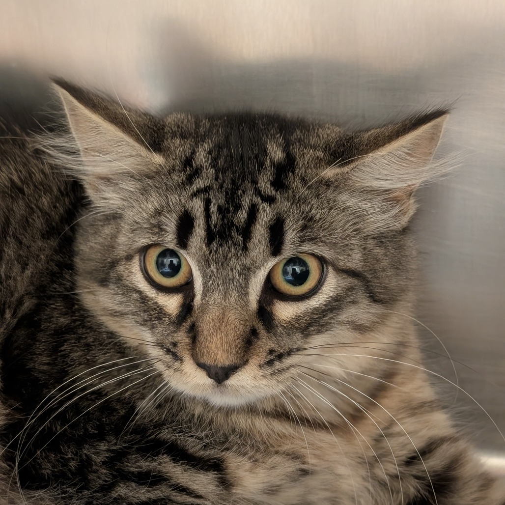 TRACY - Domestic Medium Hair available for adoption