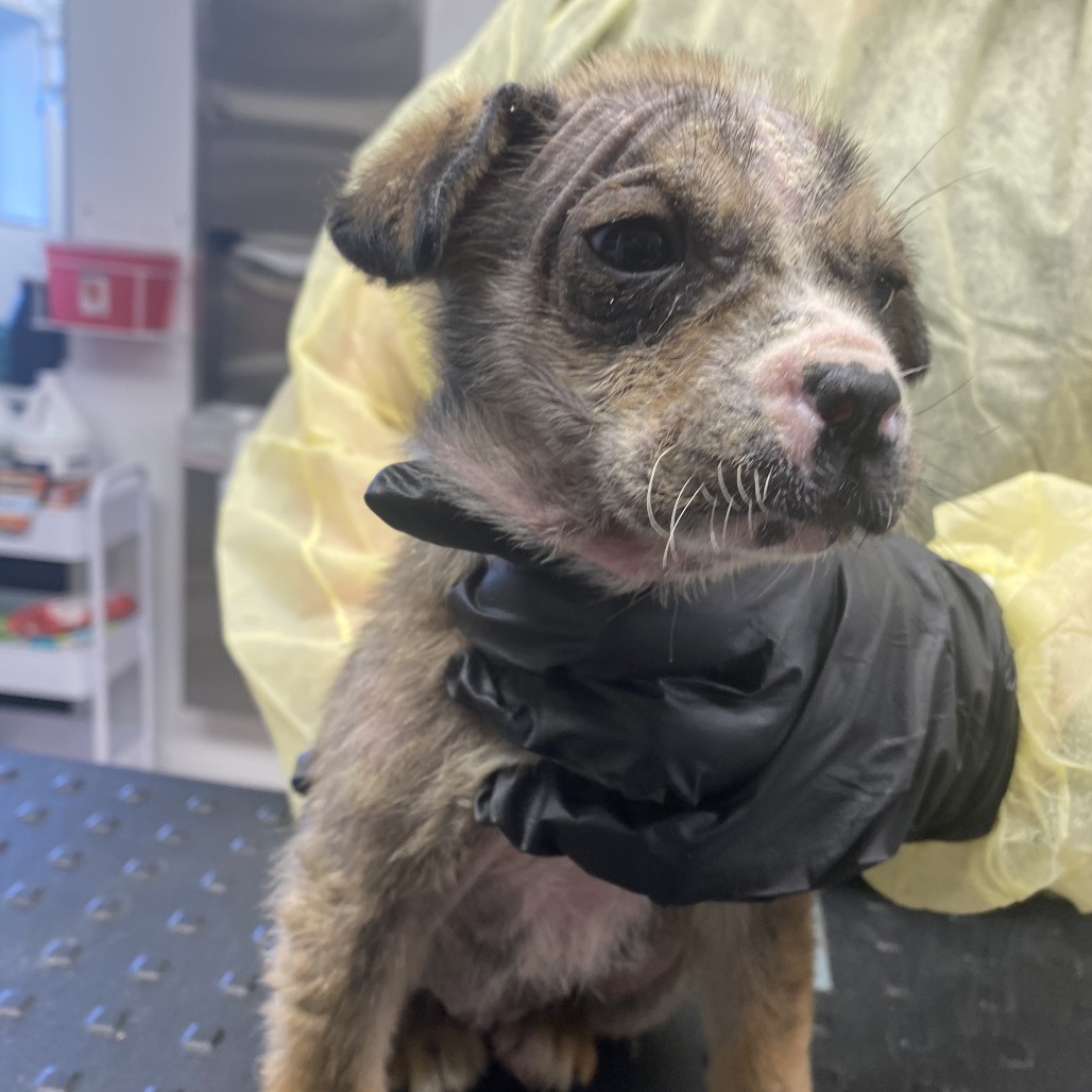 Brioche — thumbnail 4