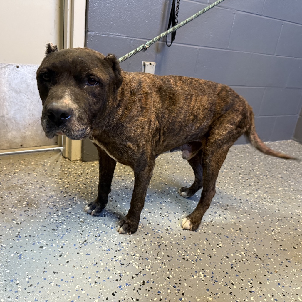 Tusc Stray 84647