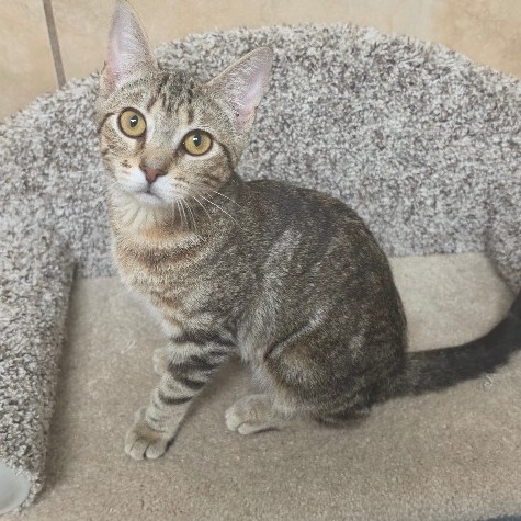 BAM BAM - Domestic Shorthair / Mix available for adoption