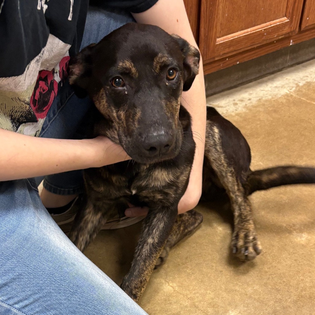 Hank - 090301U