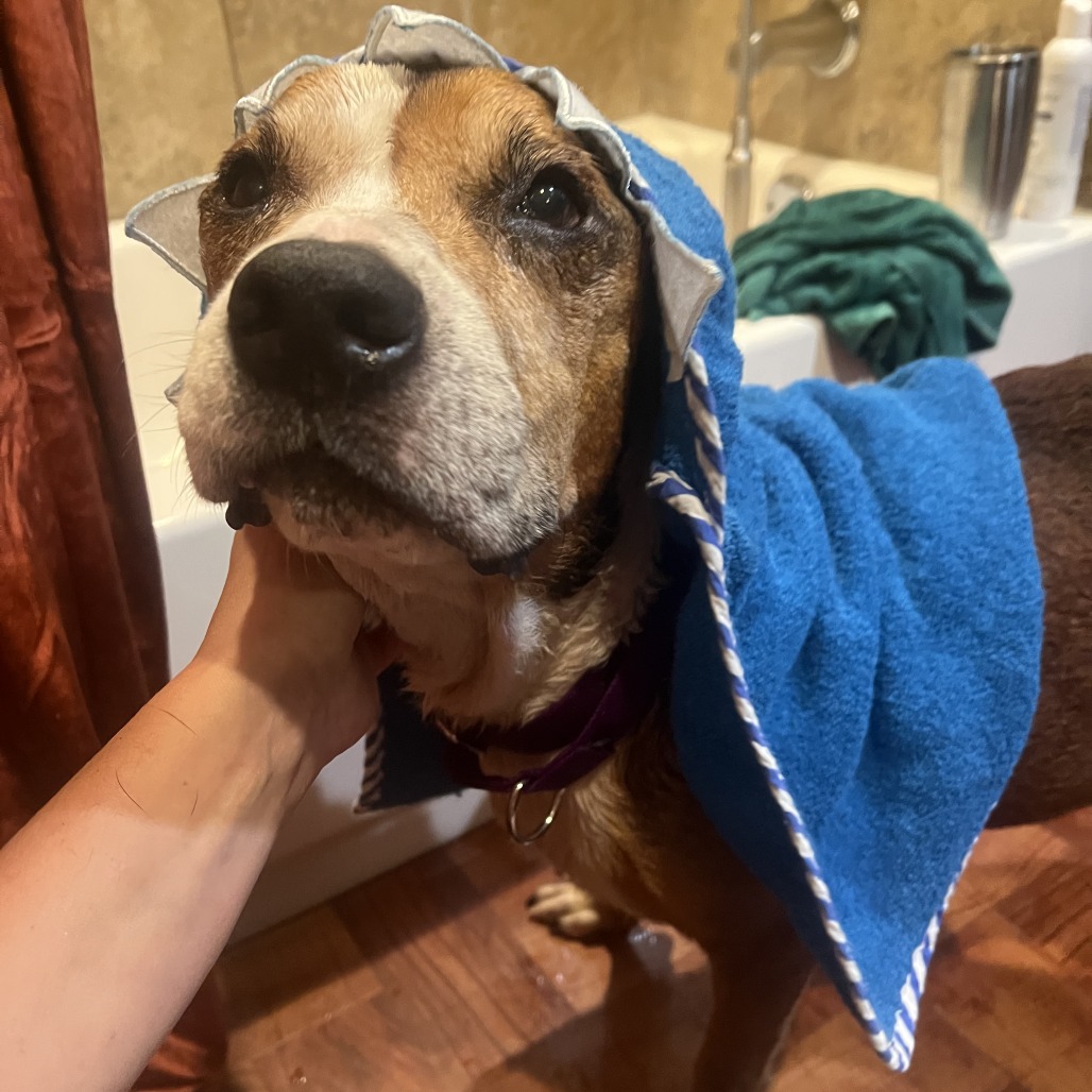 Oliver, adoptable senior dog