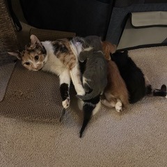 Photo of Bert aka George 3