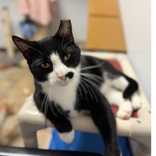 BOOTS - Domestic Shorthair available for adoption