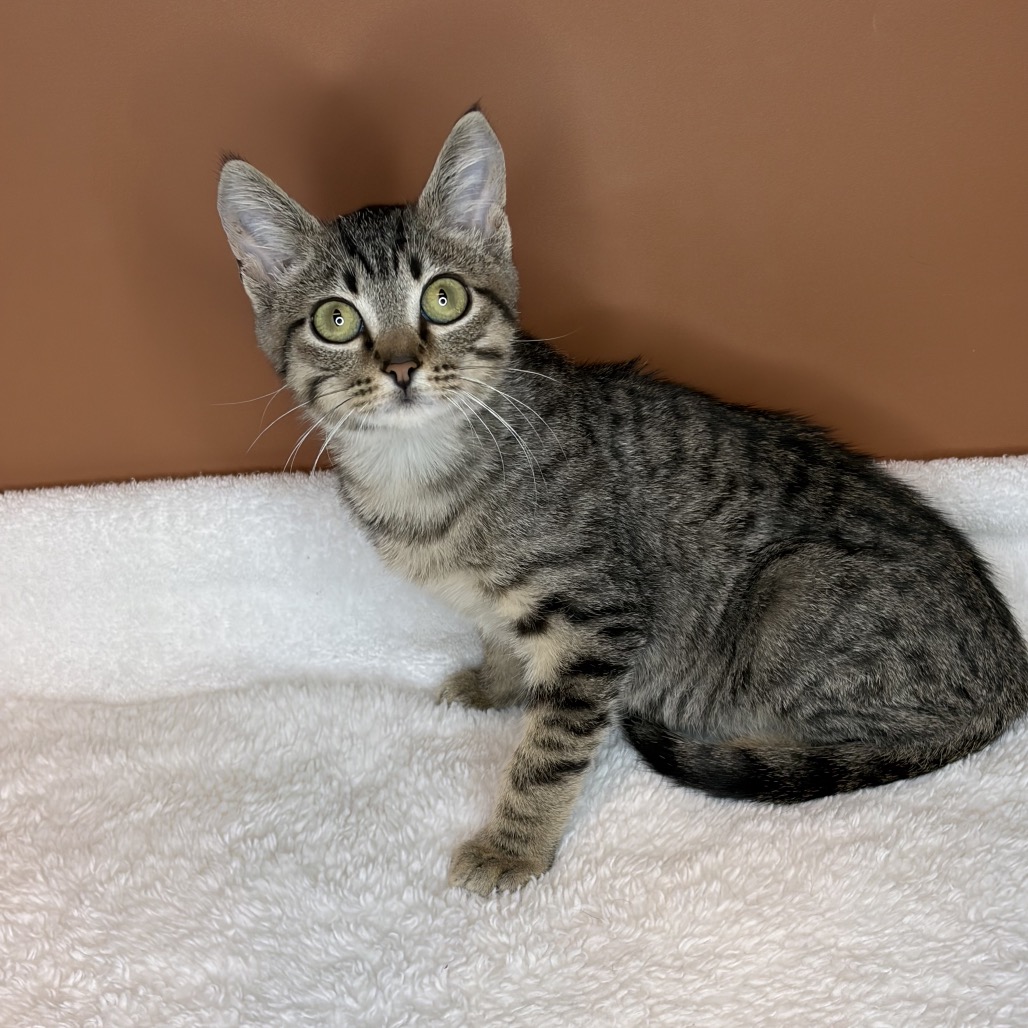 FUZZY - Domestic Shorthair available for adoption