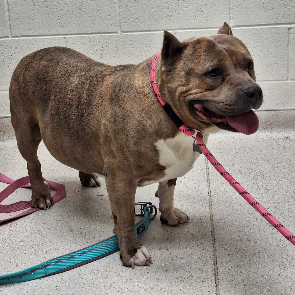 Chula — thumbnail 2