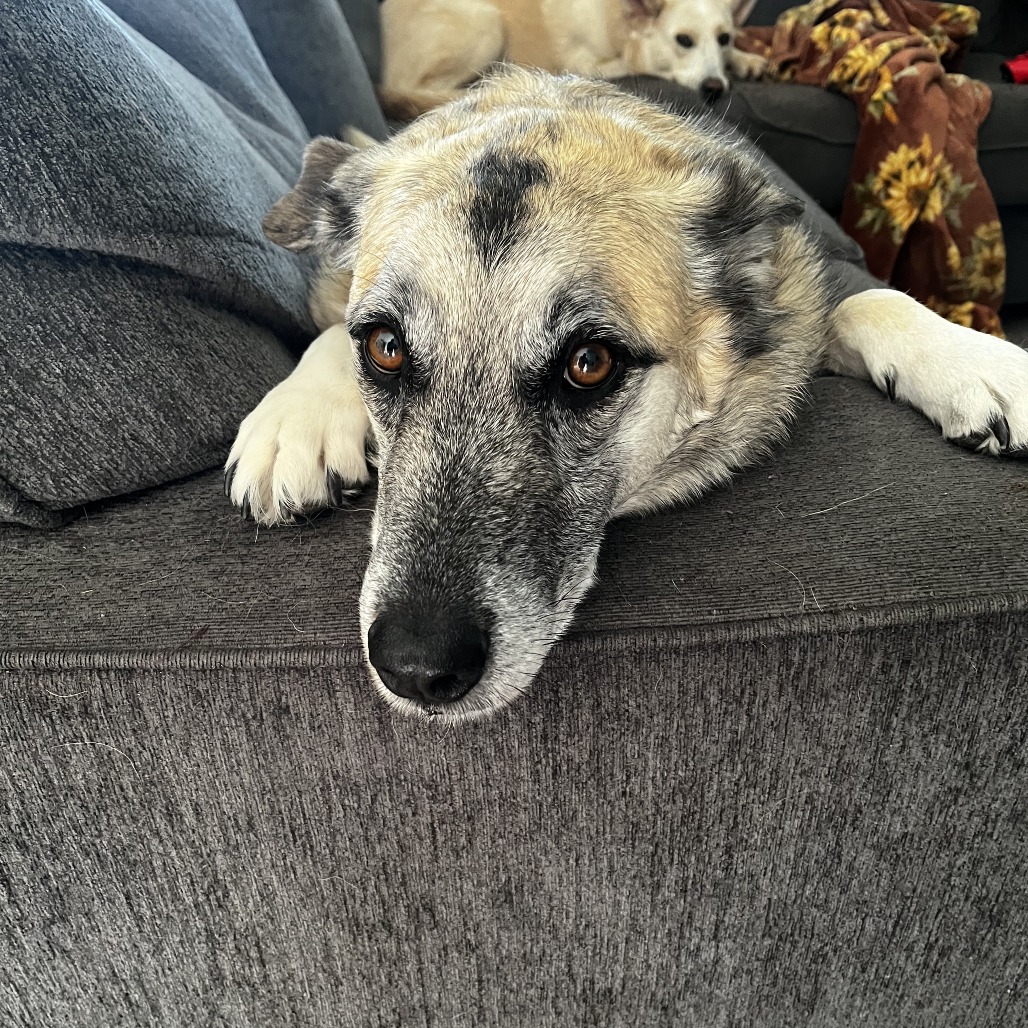 Photo of Samson