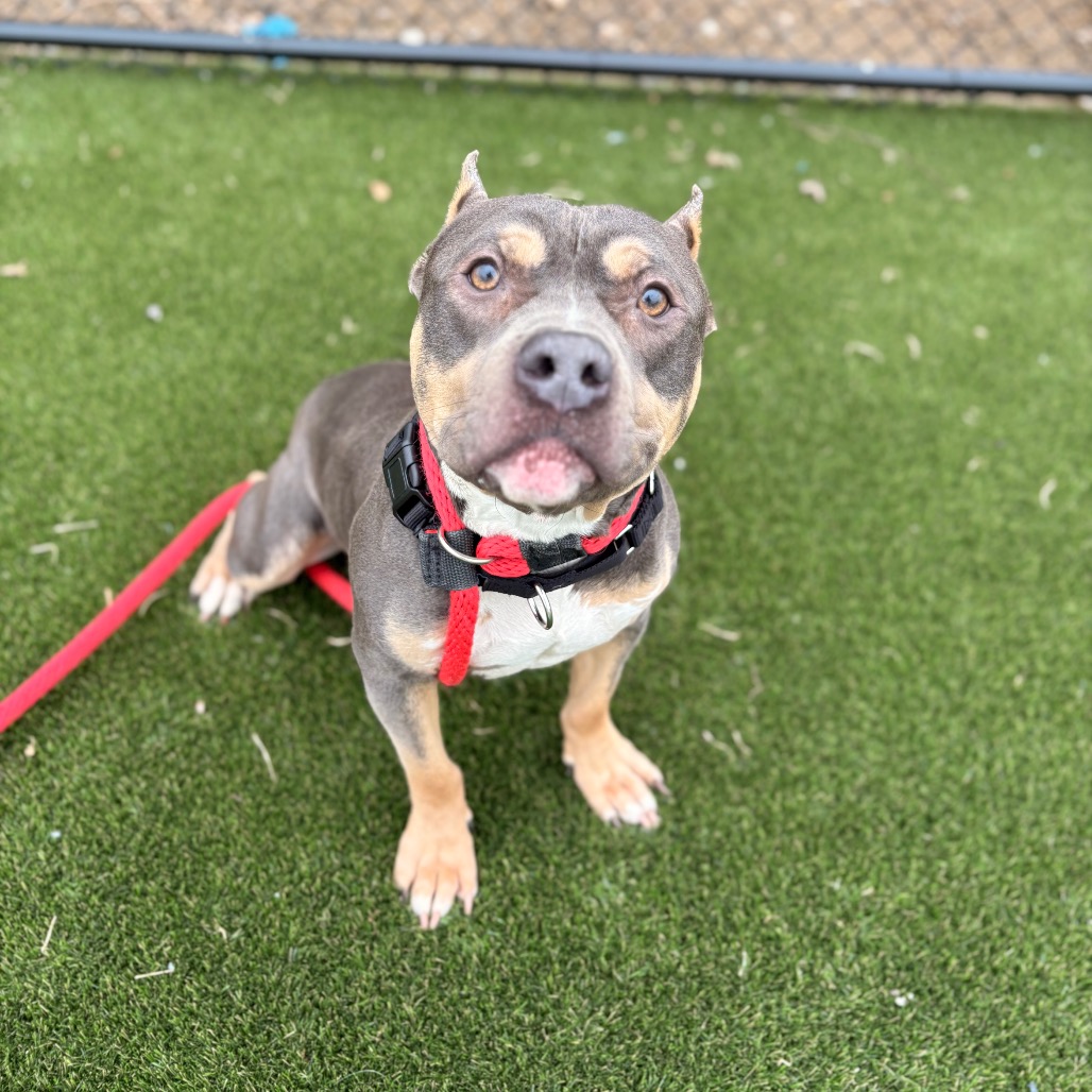 Saquon — thumbnail 3