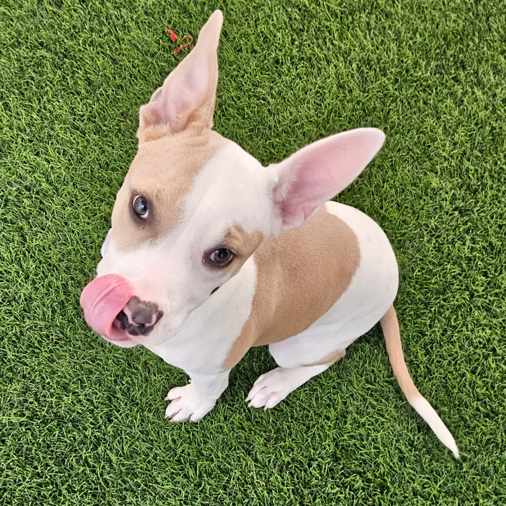 CIDER - Mixed Breed (Medium) available for adoption