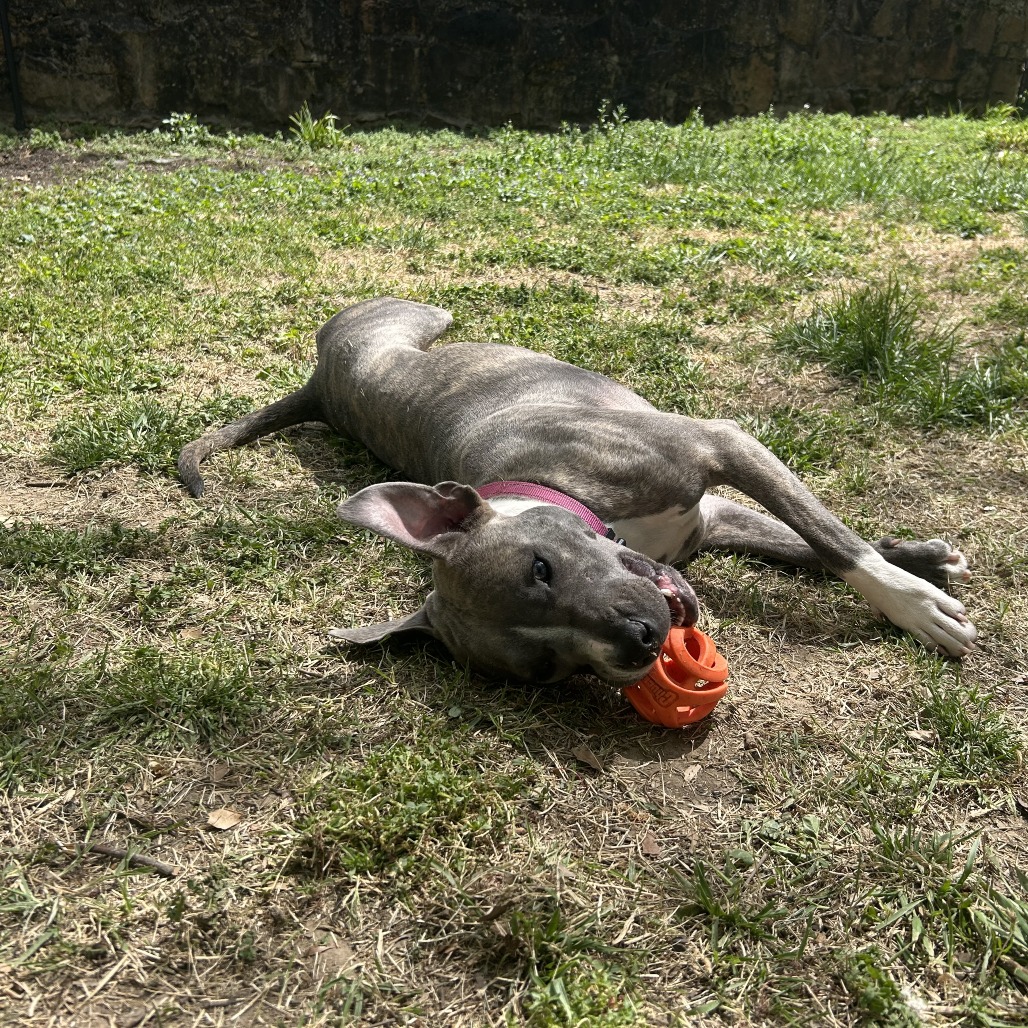 Flicka, photo 16