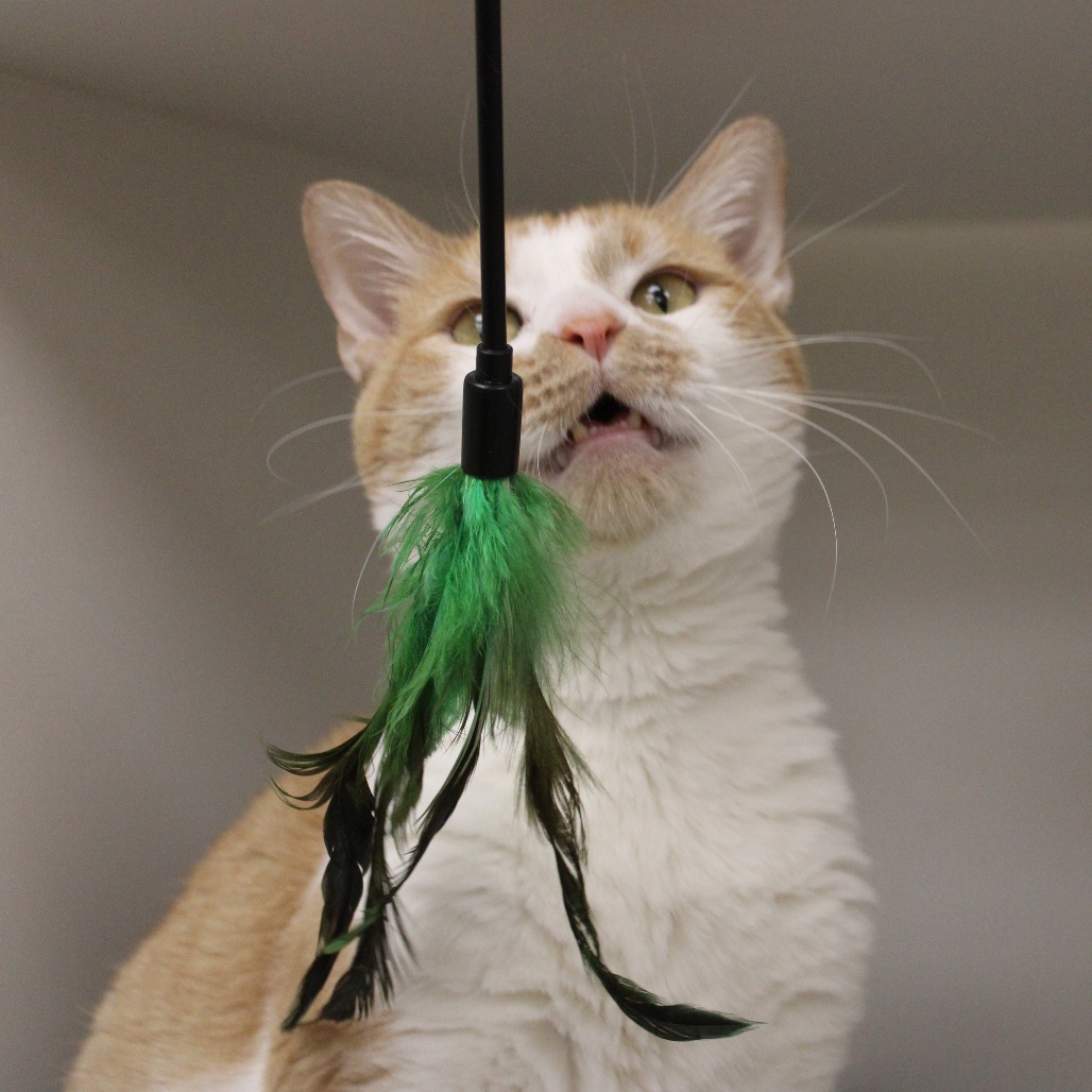 Schnitzel — thumbnail 5