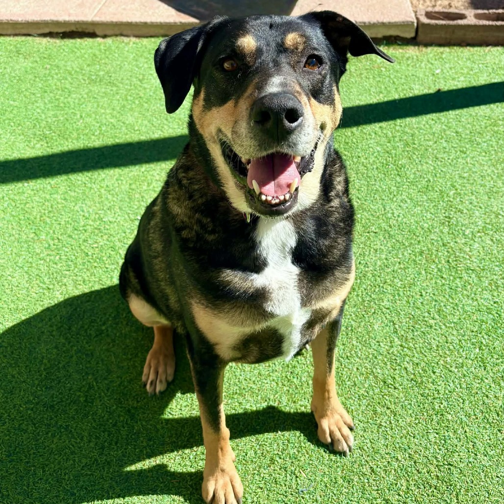SLY - PAWS - Rottweiler / Shepherd for adoption in Las Cruces
