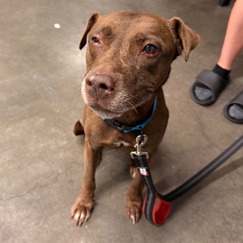 Lori ( Lady), adoptable senior dog