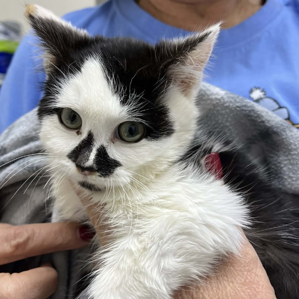 Oscar — thumbnail 2