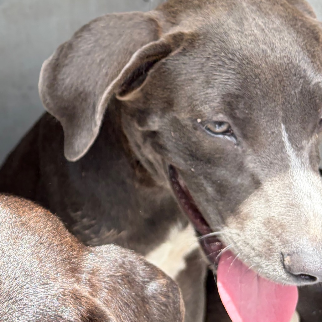 GOOSE - Terrier, American Staffordshire / Mixed Breed (Large) available for adoption