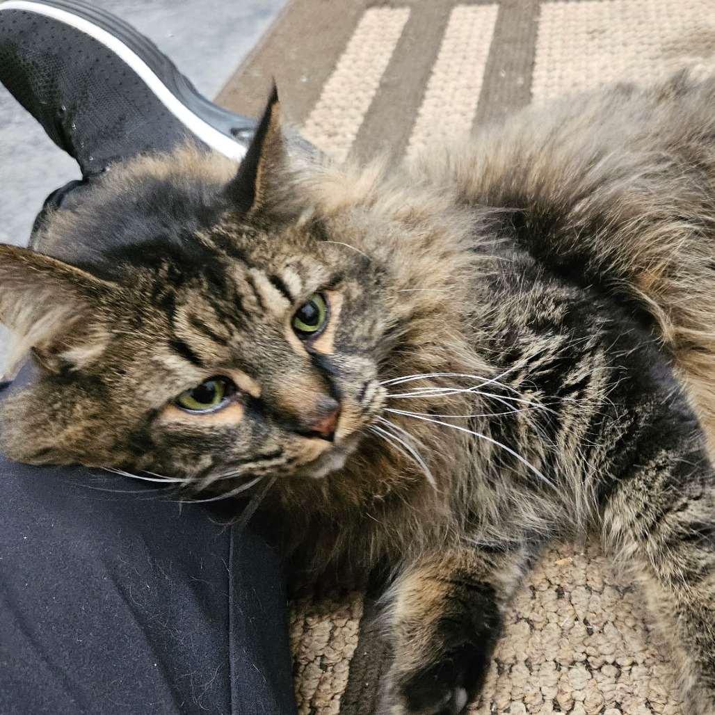 Mowgli C12903