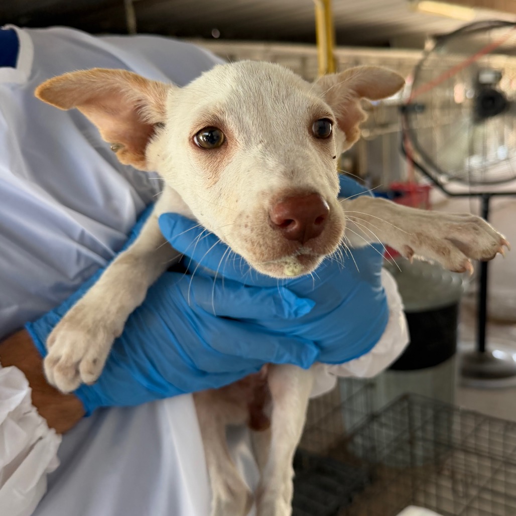 PONYTA - Terrier / Pit Bull available for adoption